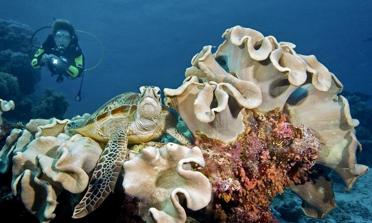 Selayar Dive Resort, Sulawesi: Taucher bei Hartkorallen mit Meeresschildkröte