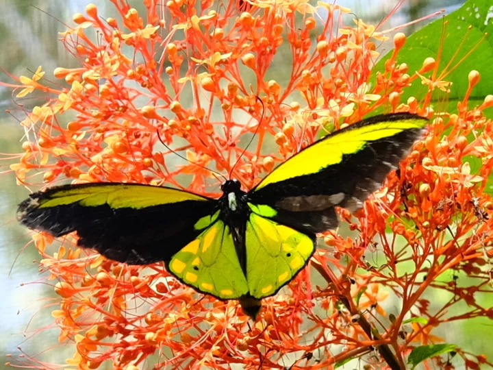 Indonesia, Moluccan Island of Bacan: Wallace's Giant Goldwing