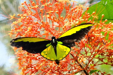 Indonesia, Moluccas Island of Bacan: Wallace Giant Goldwing