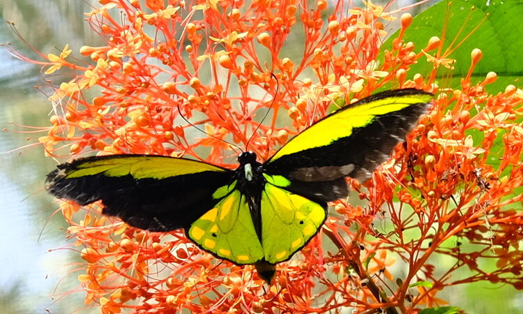 Indonesia, Moluccan Island of Bacan: Wallace's Giant Goldwing