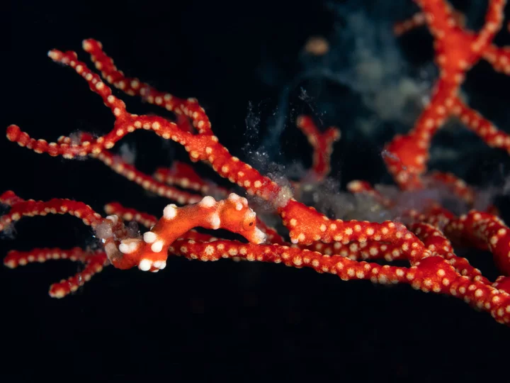 Papua Explorers Dive Resort: Pygmy seahorse