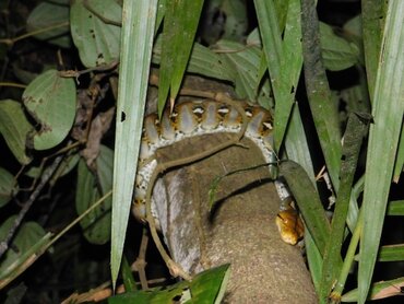 Island of Sulawesi: Netpython in Bogani Nani Wartabone National Park
