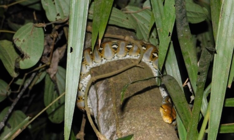 Island of Sulawesi: Netpython in Bogani Nani Wartabone National Park
