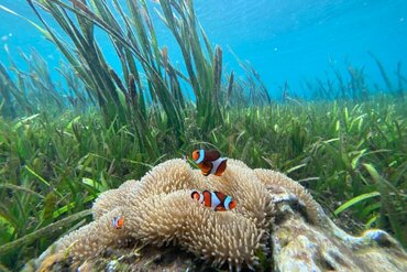 Unterwasserszenerie im Korallendreieck: Clownfisch bei Koralle