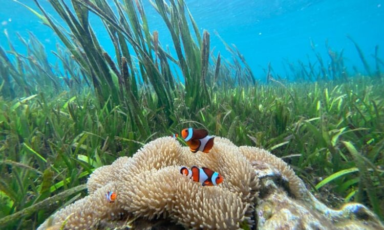 Unterwasserszenerie im Korallendreieck: Clownfisch bei Koralle