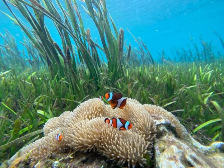 Unterwasserszenerie im Korallendreieck: Clownfisch bei Koralle