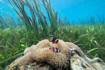 Underwater scene in the Coral Triangle: Clownfish at coral