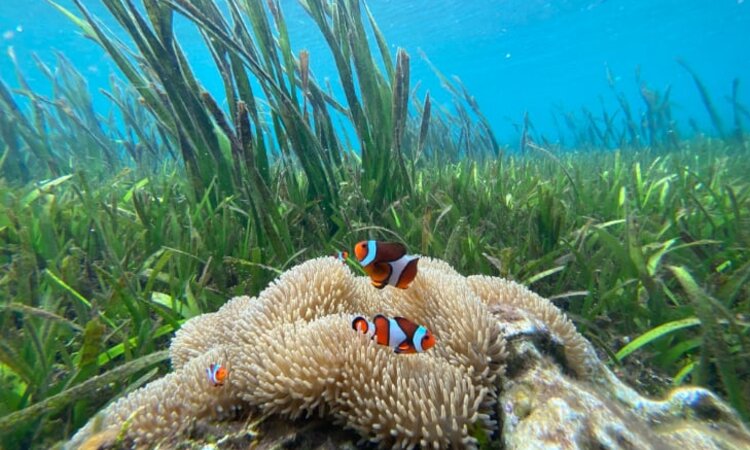 Underwater scene in the Coral Triangle: Clownfish at coral