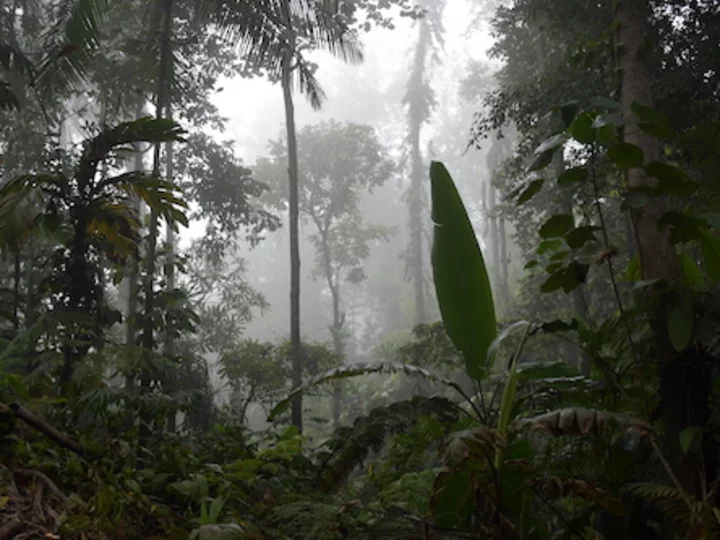 Indonesia, Halmahera island: Jungle around Ibu volcano