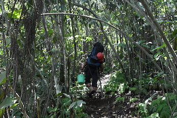 Halmahera, Indonesia: Jungle trail to Ibu volcano