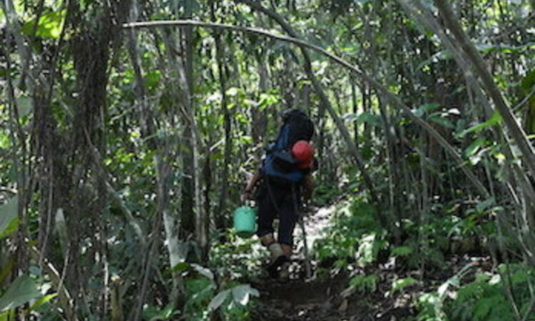Halmahera, Indonesia: Jungle trail to Ibu volcano