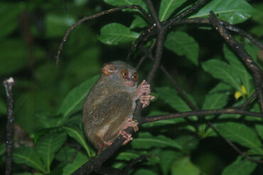 Sulawesi Spectral Tarsier (Tarsius spectrumgurskyae)