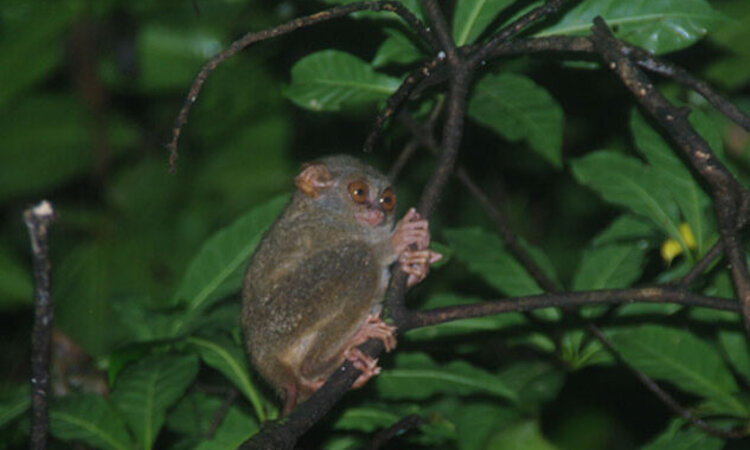 Indonesien: Sulawesi Tarsier