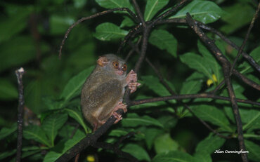 Indonesia: Sulawesi Tarsier