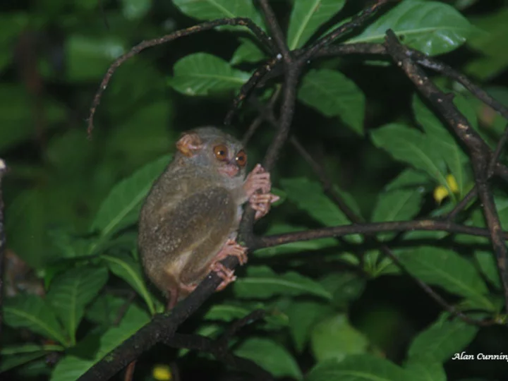 Indonesia: Sulawesi Tarsier