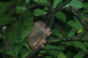 Sulawesi Koboldmaki I Sulawesi spectral tarsier (Tarsius spectrumgurskyae)