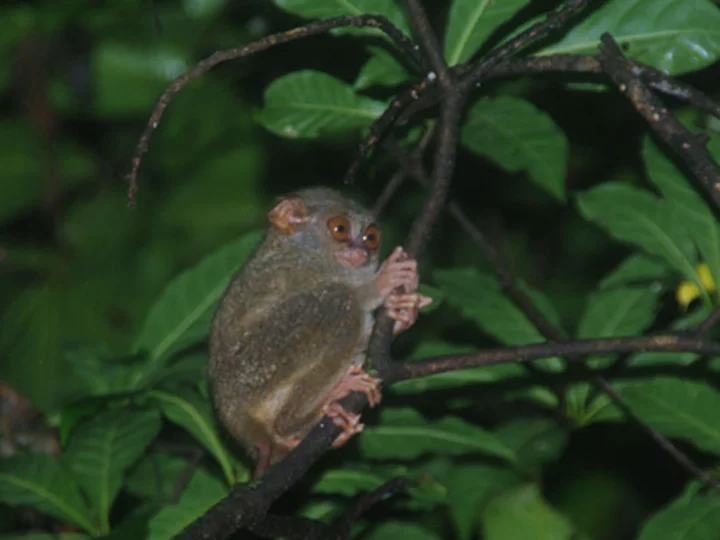 Sulawesi Spectral Tarsier (Tarsius spectrumgurskyae)