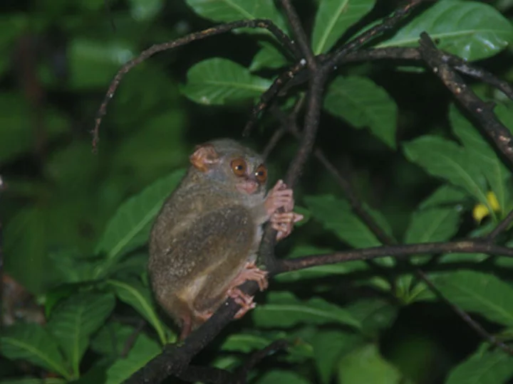 Sulawesi - Tangkoko National Park: Koboldmaki 