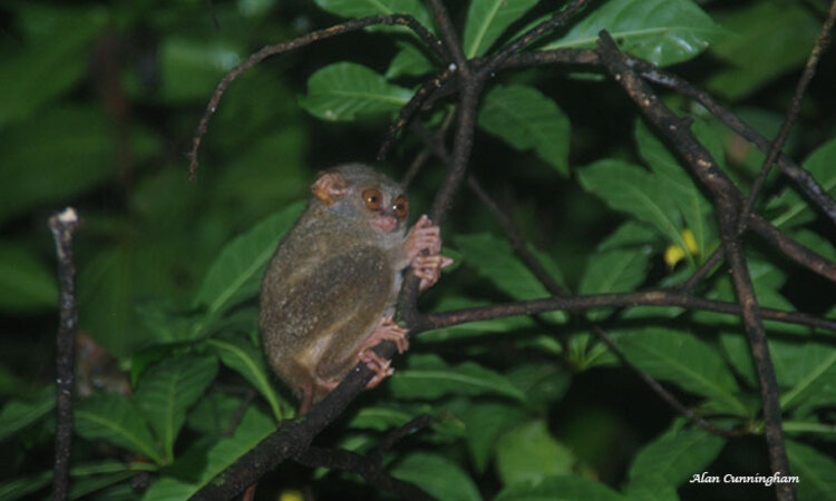 Indonesia: Sulawesi Tarsier