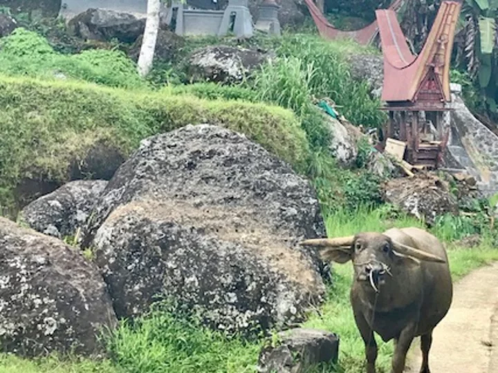 Sulawesi: Büffel in Torajadorf
