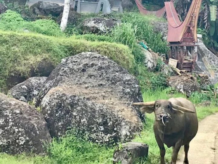Sulawesi: Buffalo in Toraja village