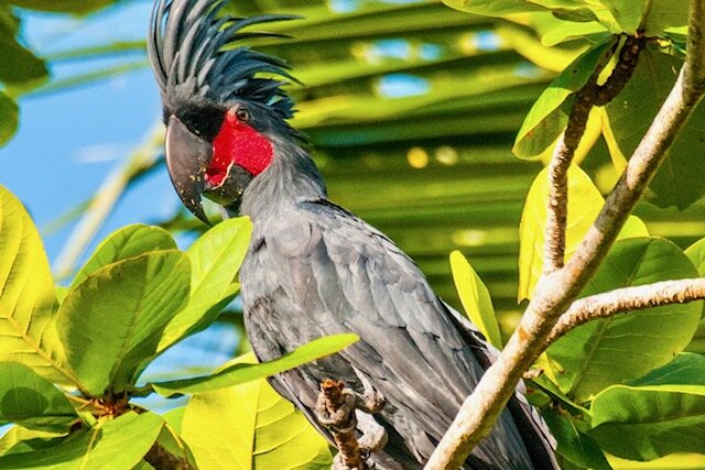 Raja Ampat, Papua: Black Cockatoo in Palmtree