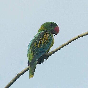 Moluccan Great-billed Parrot (Tanygnathus megalorynchos)