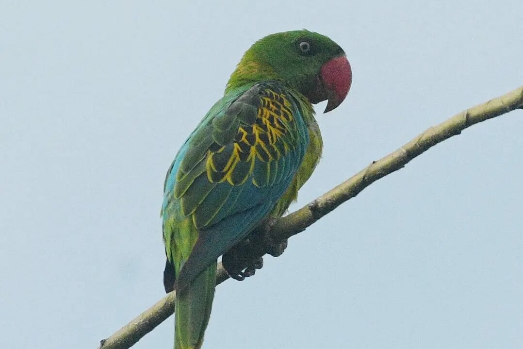 Moluccan Great-billed Parrot (Tanygnathus megalorynchos)