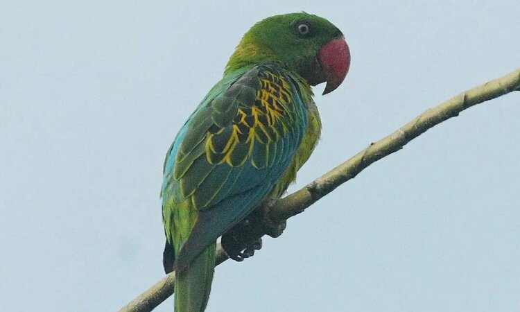 Moluccan Great-billed Parrot (Tanygnathus megalorynchos)