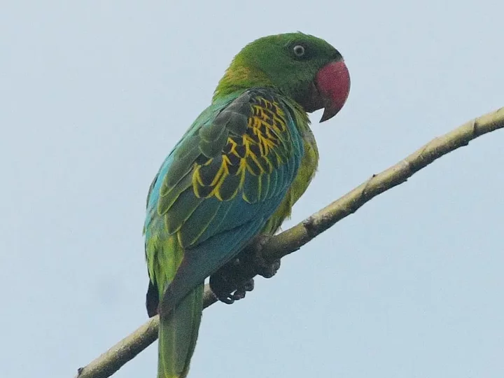 Moluccan Great-billed Parrot (Tanygnathus megalorynchos)