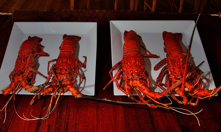 Agusta Eco Resort, Raja Ampat: Hummer Dinner