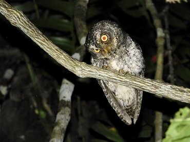Sulawesi Scops Owl (Otus manadensis)