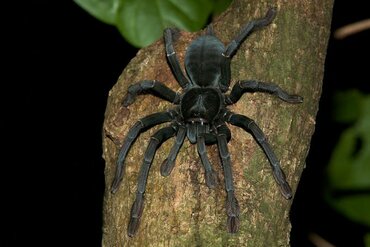 Sulawesi: Tarantula in Tangkoko National Park