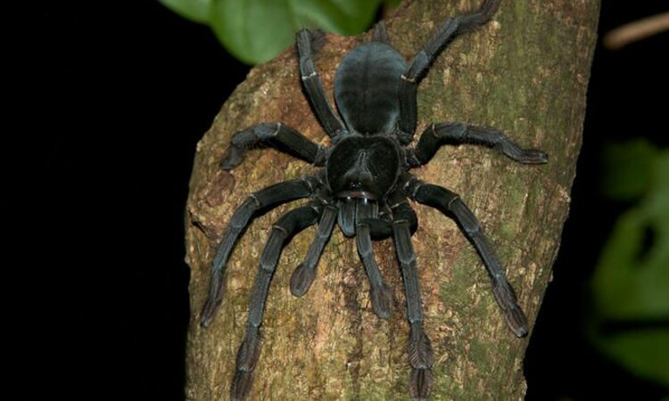 Sulawesi Tarantula im Tangkoko Nationalpark