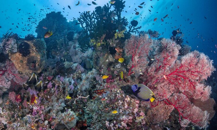 Tompotika Dive Lodge: Colorful corals