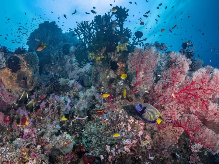 Tompotika Dive Lodge: Colorful corals