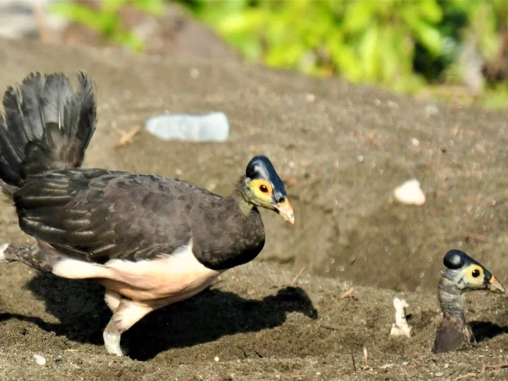 Sulawesi Maleo (Macrocephalon Maleo)