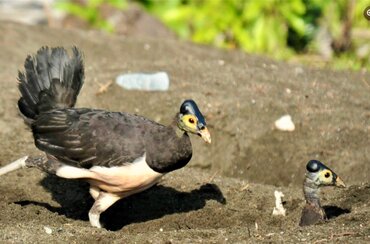 Sulawesi Maleo (Macrocephalon Maleo)