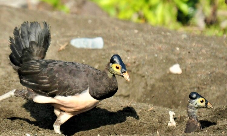Sulawesi Maleo (Macrocephalon Maleo)