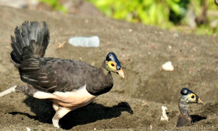 Sulawesi Maleo (Macrocephalon Maleo)