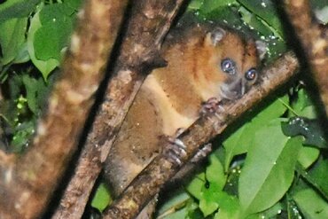 Nord-Molukken Kuskus (Phalanger ornatus)