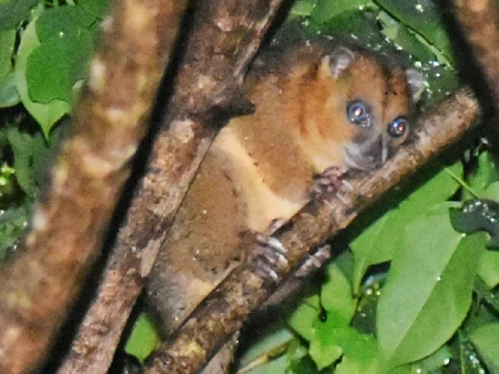 Nord-Molukken Kuskus (Phalanger ornatus)