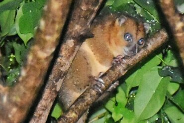 North-Moluccan Cuscus (Phalanger ornatus)