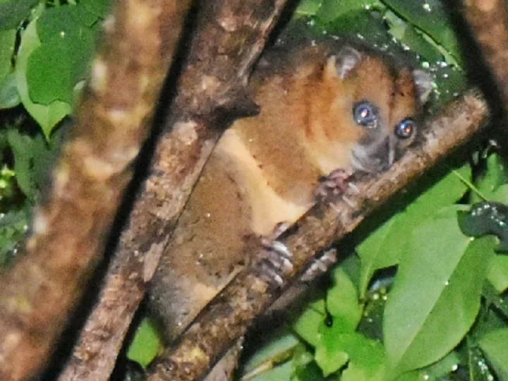 North-Moluccan Cuscus (Phalanger ornatus)
