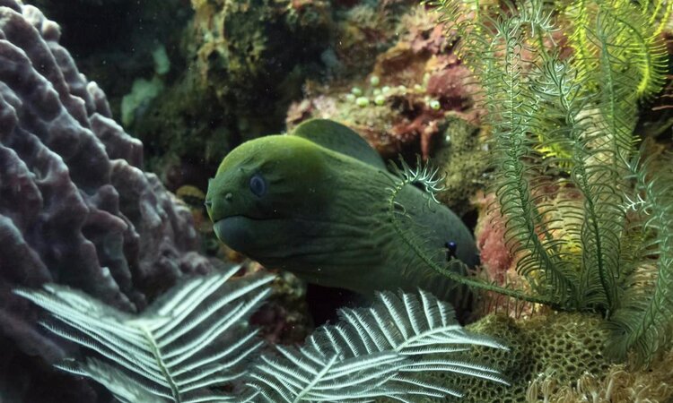 Sumbawa Island, Komodo National Park: Kalimaya Dive Resort Dive with Moray