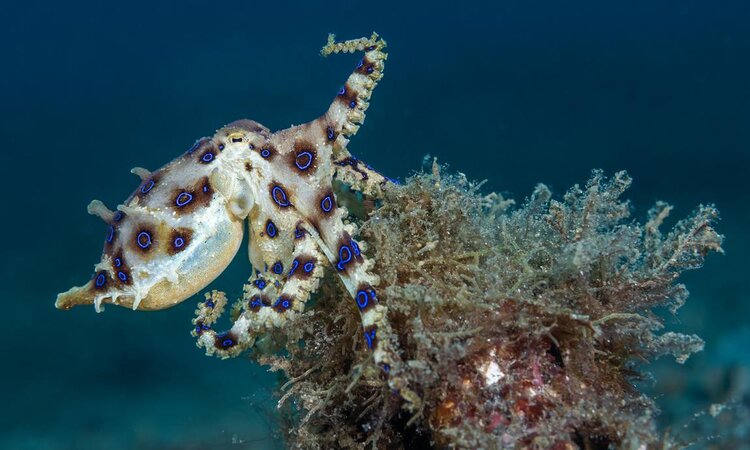 Lembeh Resort in Sulawesi: Bluering Octopus
