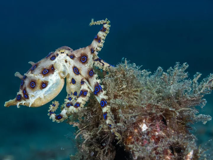  Lembeh Resort in Sulawesi: Bluering Octopus