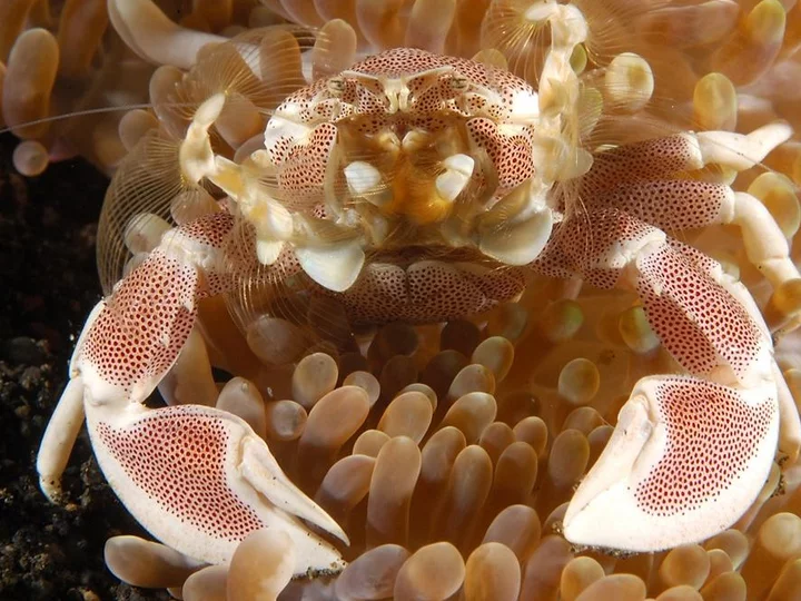  On a dive with Dive into Lembeh: Porcelain crab