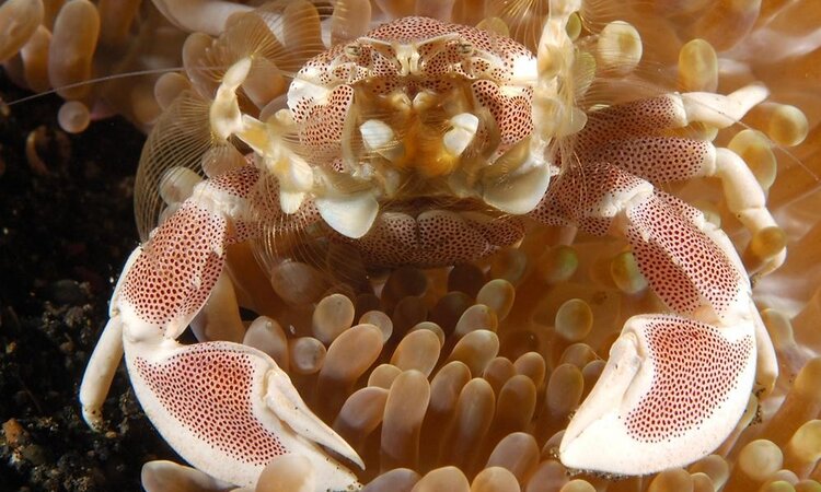  On a dive with Dive into Lembeh: Porcelain crab