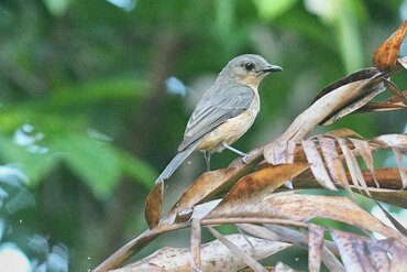 Obi Whistler, also Cinnamon-breasted Whistler (Pachycephala johni)
